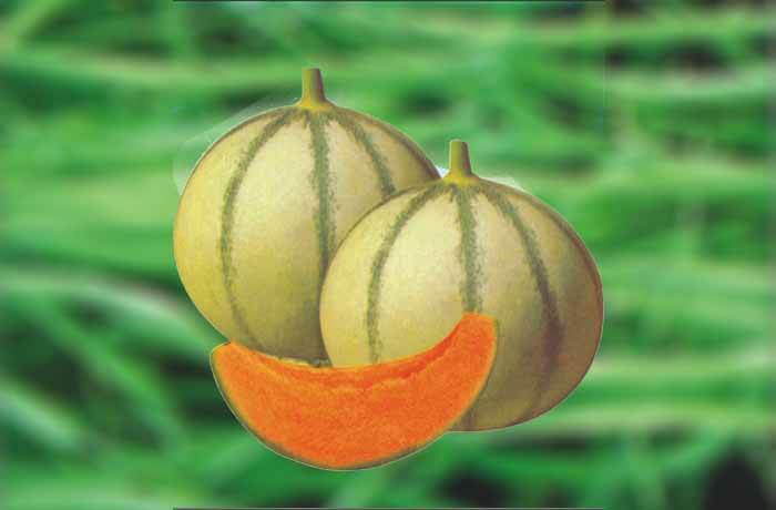 MUSKMELON SAMAG SUNHRA